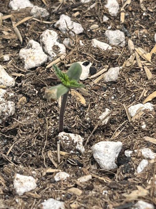 Purple Haze auto. Week 0