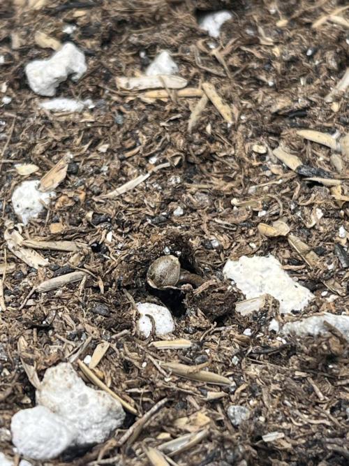 Gorilla Cookies Auto. Week 0