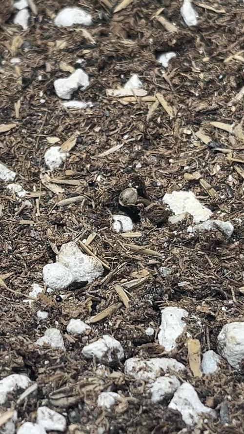 Gorilla Cookies Auto