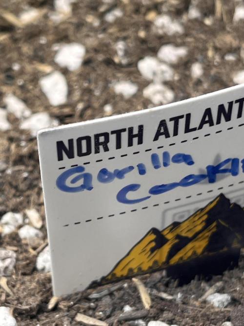 Gorilla Cookies Auto. Week 0