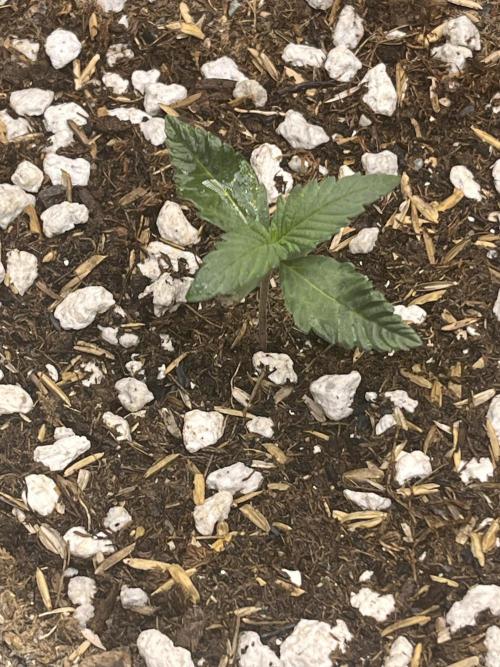 Purple Haze auto. Week 1 - 11/23