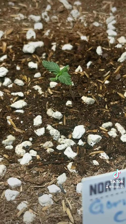 Gorilla Cookies Auto