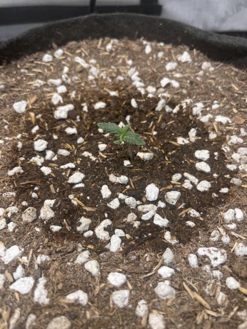 Gorilla Cookies Auto. Week 1 - 11/23