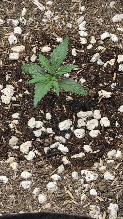 Gorilla Cookies Auto