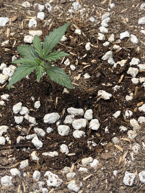 Gorilla Cookies Auto. Week 2 - 12/1