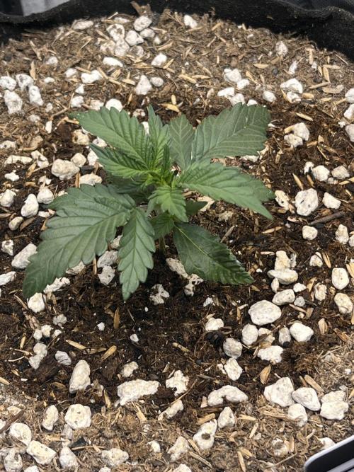 Purple Haze auto. Week 2 - 12/1