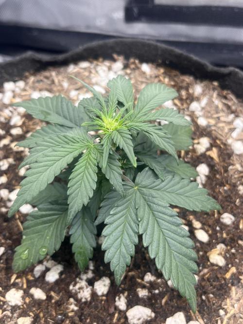 Purple Haze auto. Week 3 - 12/8