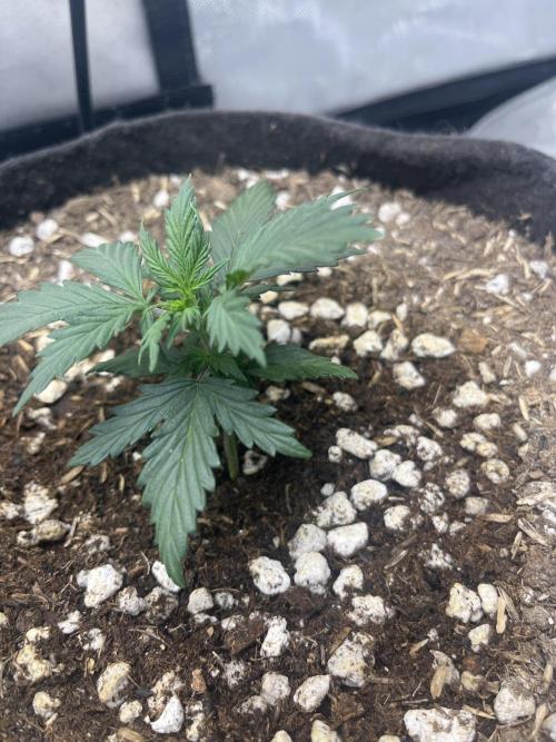 Gorilla Cookies Auto. Week 3 - 12/8