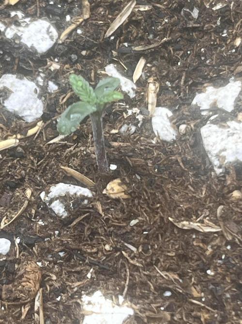 My fav strain. Week 0 - 1/12