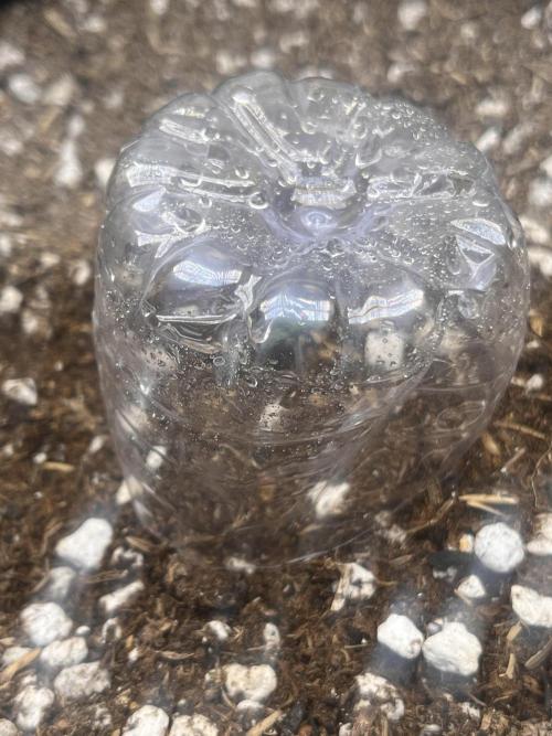 My fav strain. Week 0 - 1/15