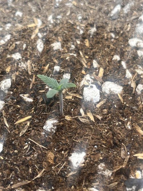 My fav strain. Week 0 - 1/15