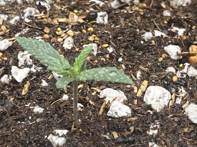 My fav strain. Week 1 - 1/19