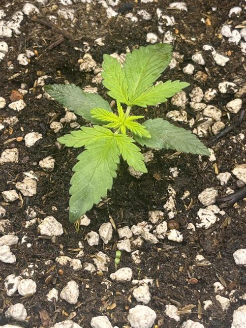 My fav strain. Week 2 - 1/26