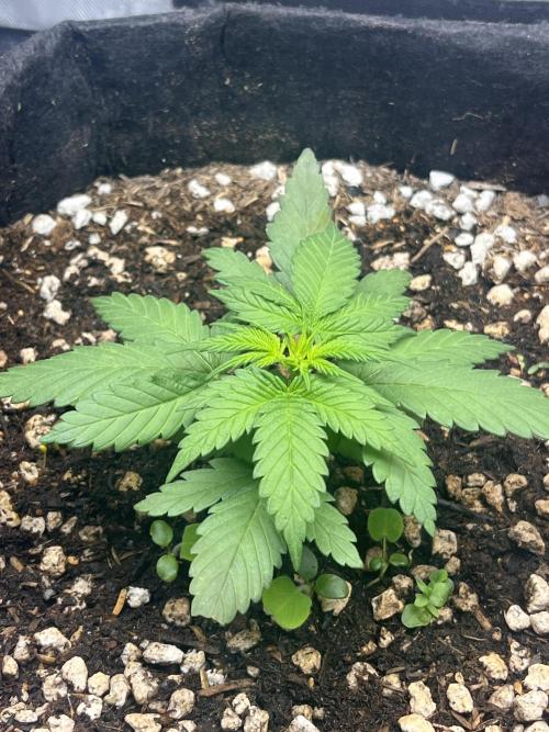 My fav strain. Week 3 - 2/5 wk3