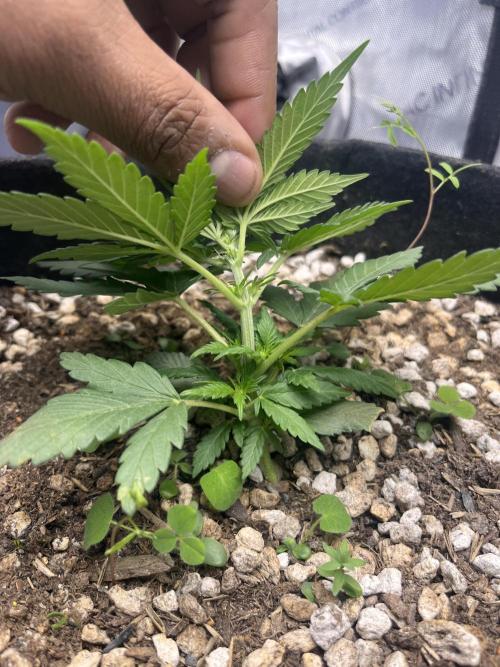 My fav strain. Week 4 - 2/9 wk 4