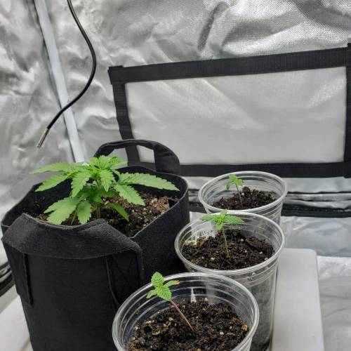 Living soil and perpetual grow starting. Week 2 - Small veg tent