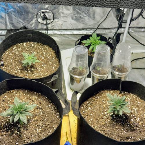 Living soil and perpetual grow starting. Week 2 - Big tent will be flower tent permanently soon