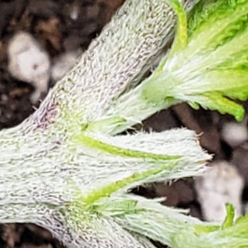 Living soil and perpetual grow starting. Week 4 - Looking lovely