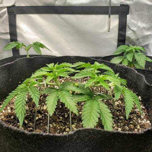 Living soil and perpetual grow starting. Week 4 - Just awesome to look at.