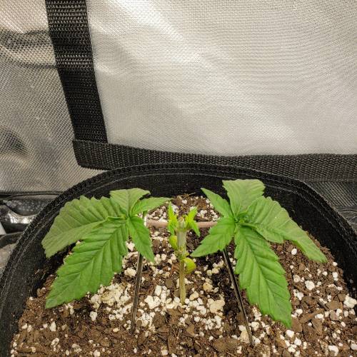 Living soil and perpetual grow starting. Week 4 - Testing the three smaller plants for a manifold. Snipping to third node, but snipped this one. After the 4th node was created.