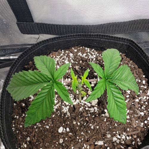 Living soil and perpetual grow starting. Week 4 - She will get there lol.