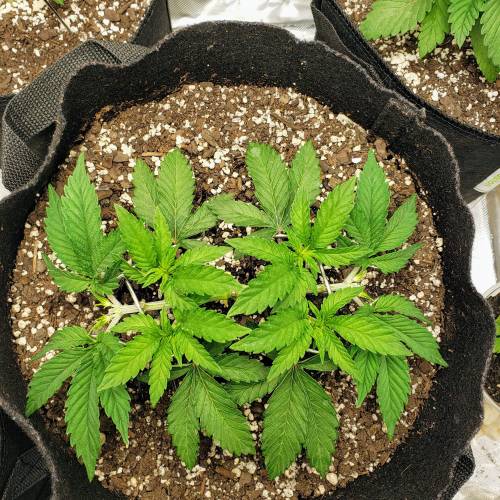 Living soil and perpetual grow starting. Week 4 - All spaced out for the light.