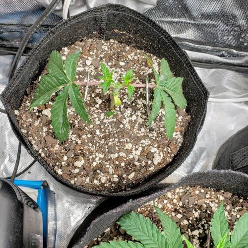 Living soil and perpetual grow starting. Week 4