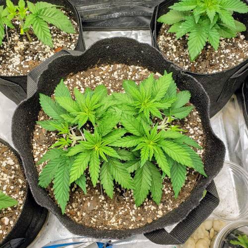 Living soil and perpetual grow starting. Week 4