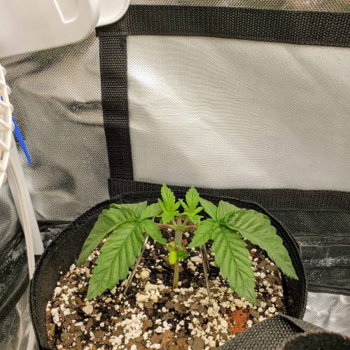 Living soil and perpetual grow starting. Week 4