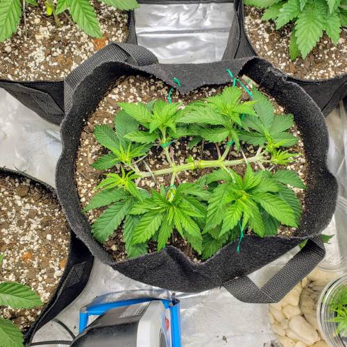 Living soil and perpetual grow starting. Week 4