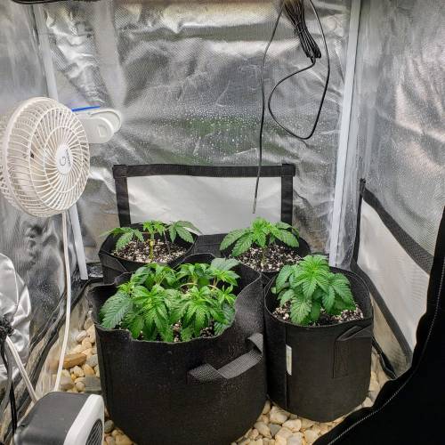 Living soil and perpetual grow starting. Week 4