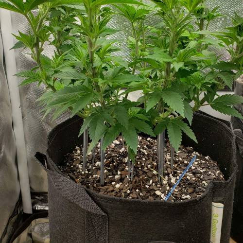 Living soil and perpetual grow starting. Week 8