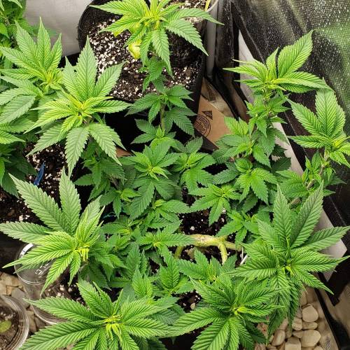 Living soil and perpetual grow starting. Week 8