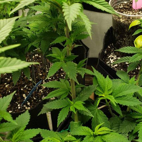 Living soil and perpetual grow starting. Week 8