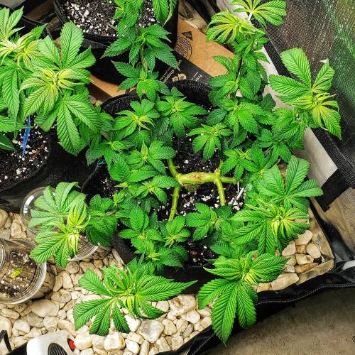 Living soil and perpetual grow starting. Week 8