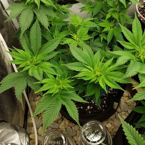 Living soil and perpetual grow starting. Week 8