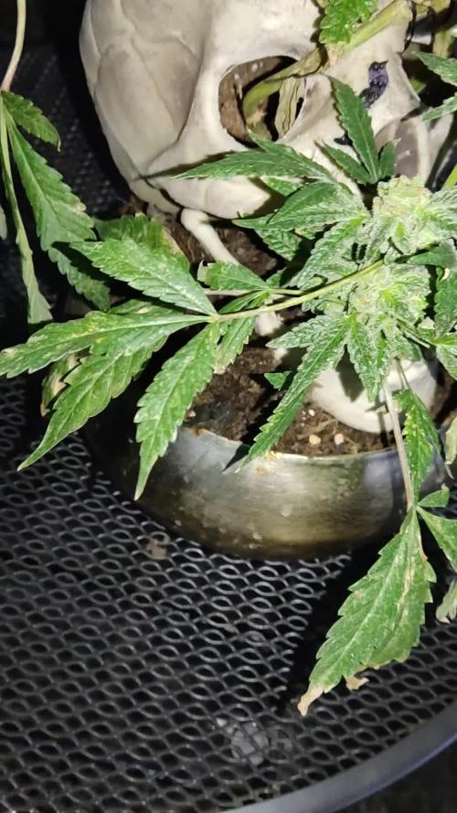 TPB INOFFICIAL BONSAI