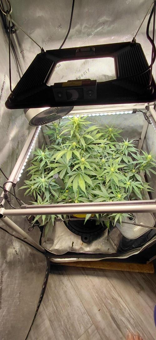 Dognabis#10A. Week 7