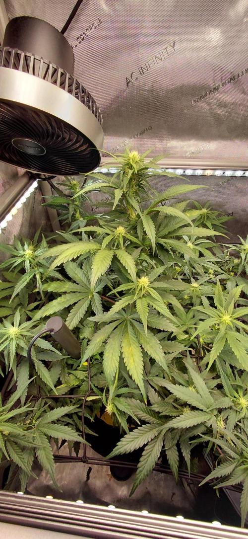 Dognabis#10A. Week 7