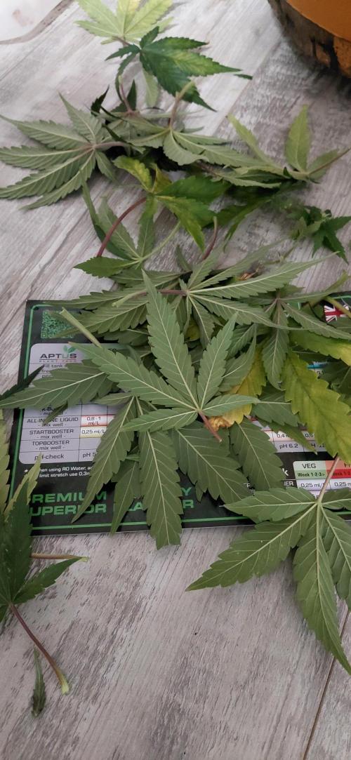 Dognabis#10A. Week 7 - Slightly defoiliated 