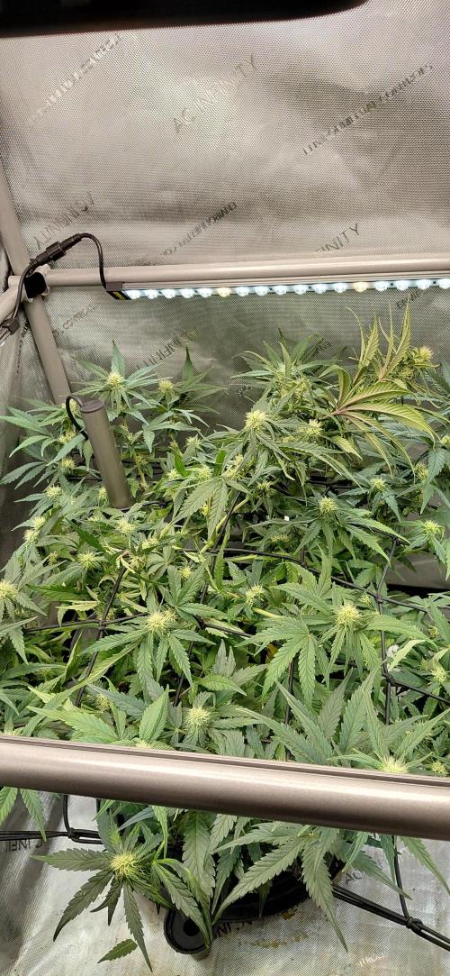 Dognabis#10A. Week 7 - Have to break her neck nearly every 3-4 days