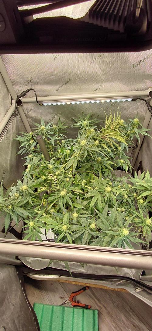 Dognabis#10A. Week 7