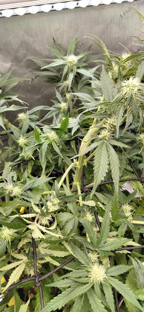 Dognabis#10A. Week 7