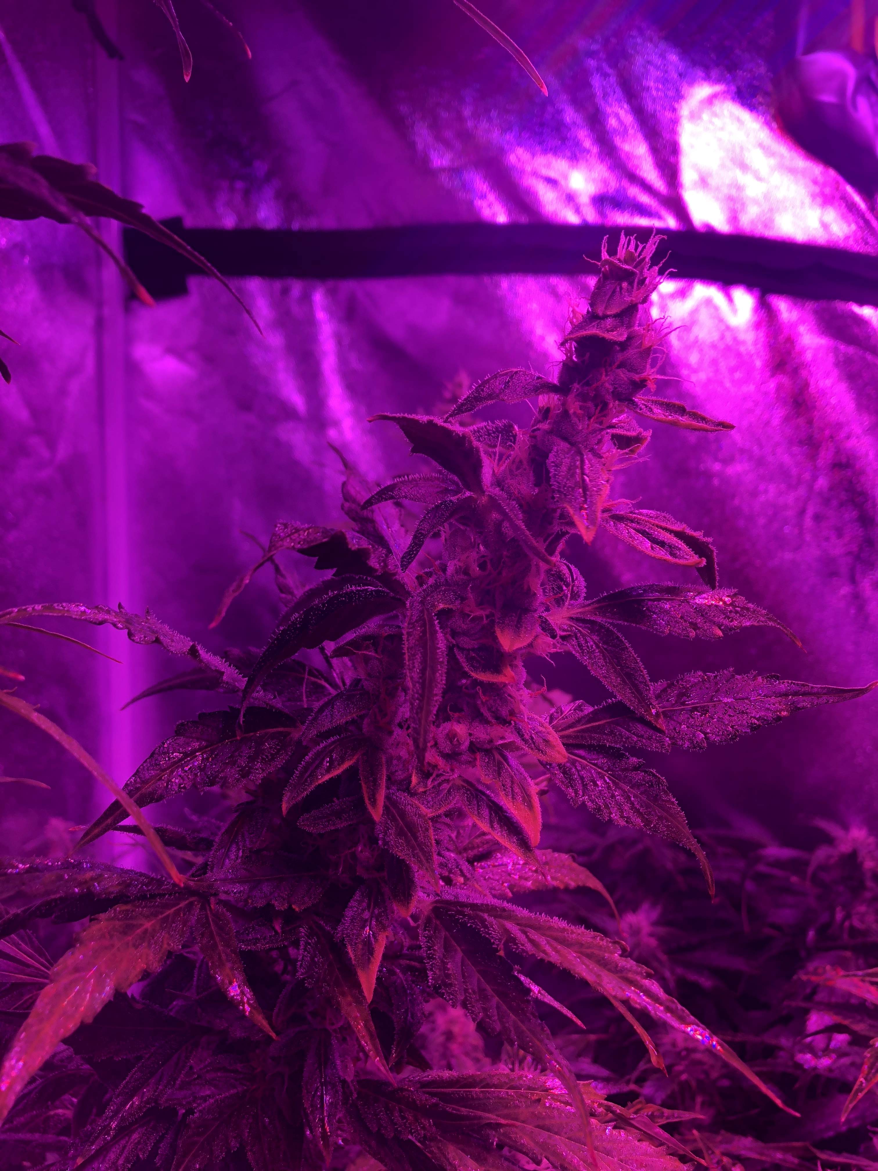 Crop King Seeds Northern Lights Auto grow diary (journal) week10 by