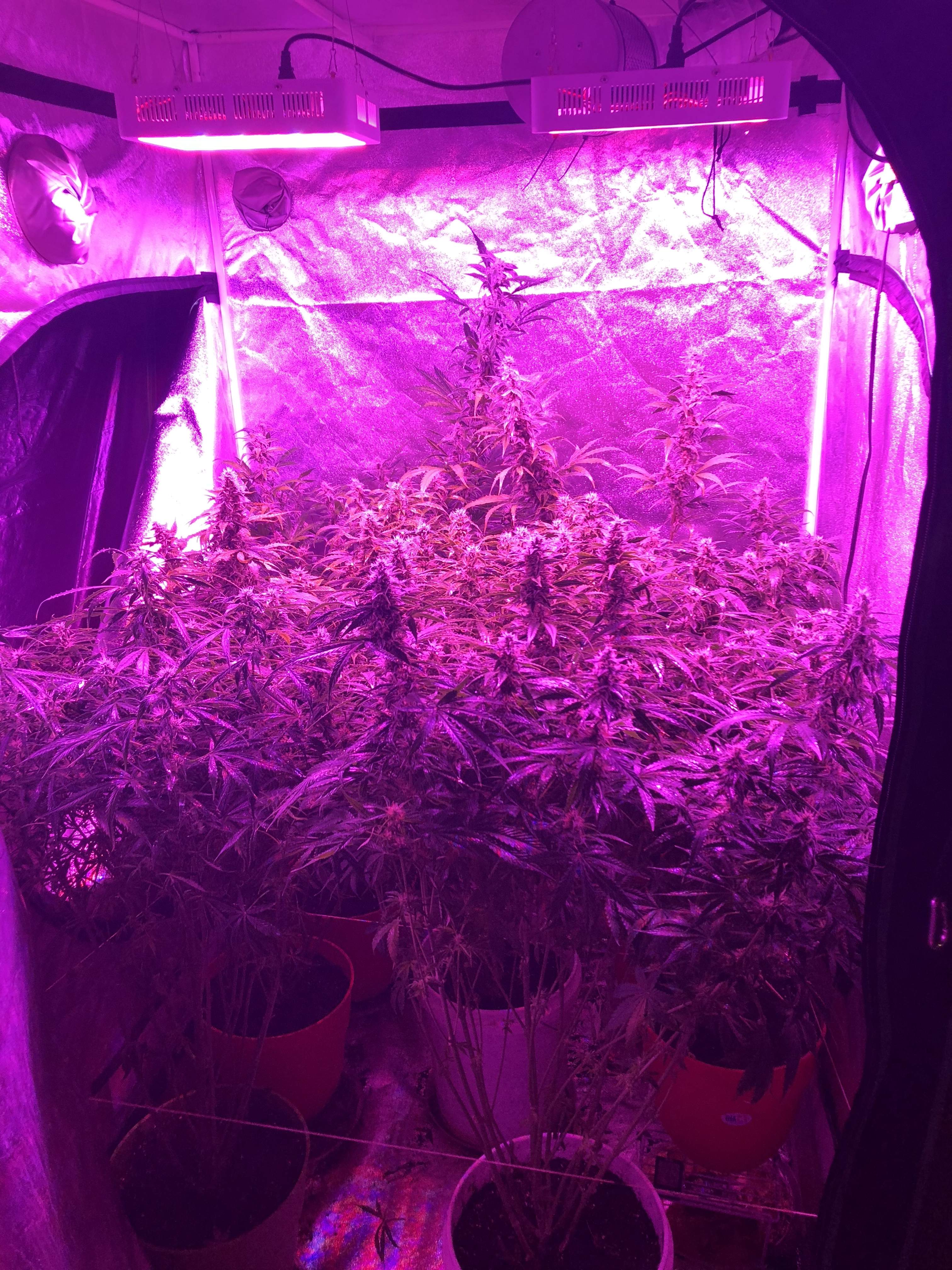 Crop King Seeds Northern Lights Auto grow diary (journal) week10 by