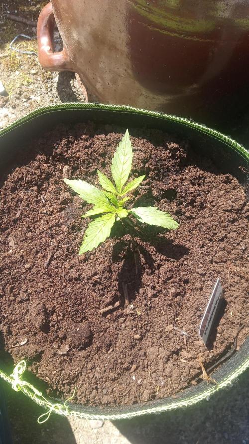 zamnesia amnesia Haze auto 3x. Week 1