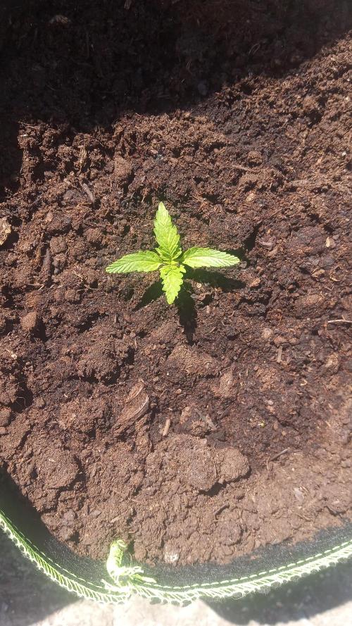 Amnesia Haze Automatic. Week 1
