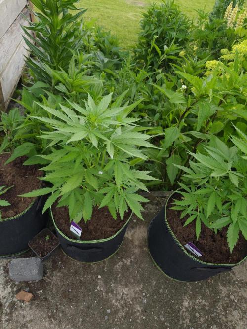 zamnesia amnesia Haze auto 3x. Week 5 - Week 5