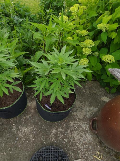 zamnesia amnesia Haze auto 3x. Week 5 - Week 5