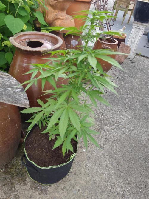 Amnesia Haze Automatic. Week 5